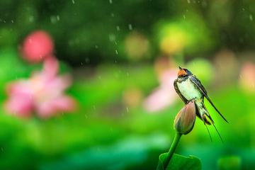 雨燕