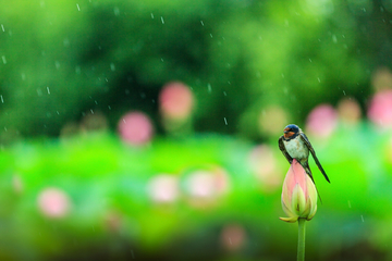 雨燕