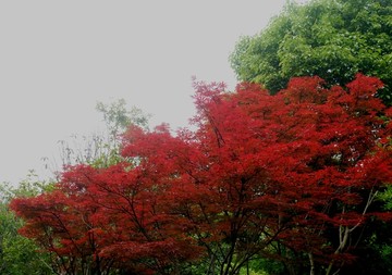红枫树林