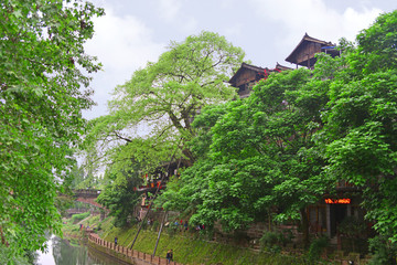 柳江古镇 神树 大榕树