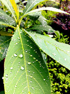 雨水