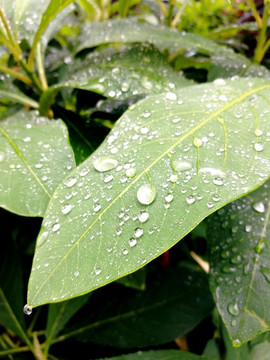 雨