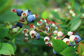 未成熟蓝莓