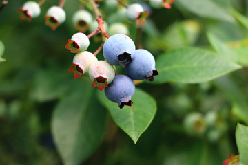 蓝莓 特写