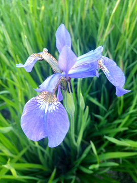 鸢尾花