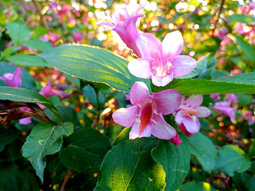 锦带花