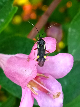 锦带花