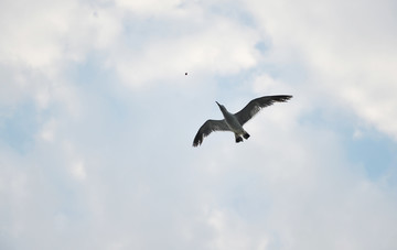 飞翔的海鸥