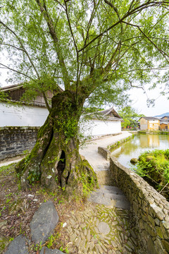 大柳樹(shù)