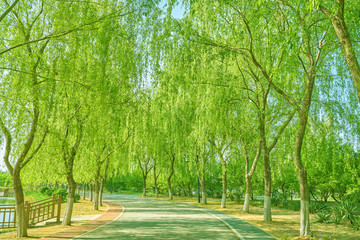 柳树 林荫道 高清大图