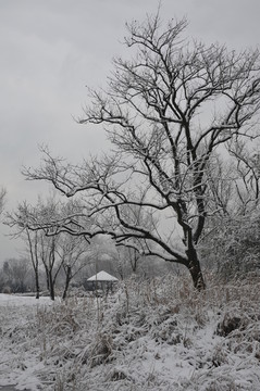 被冰雪覆盖的树木与芦苇