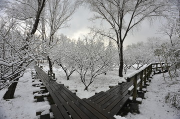大雪下的木质栈道与树木
