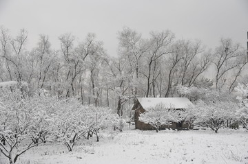 一幢小屋立在雪地里