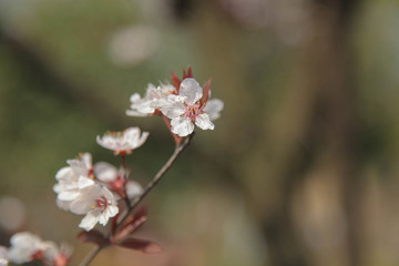 樱花 （3）