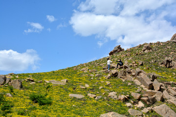 高山草地