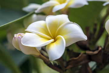 鸡蛋花