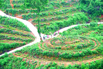 山间的茶园