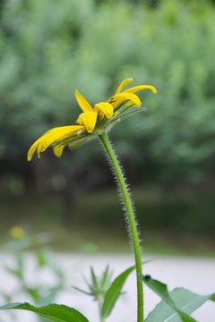 清新金光菊