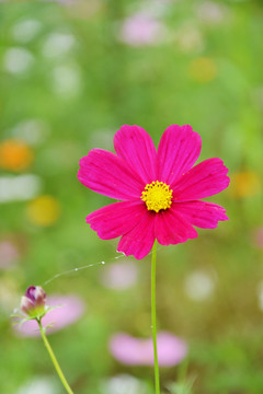 一朵格桑花