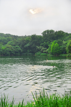 紫霞湖