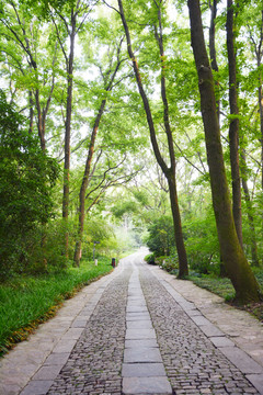 樹蔭小路
