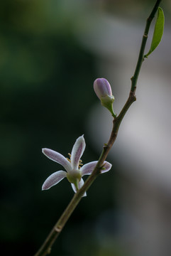 橘子花