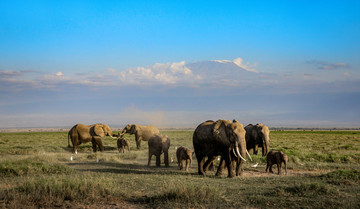 肯尼亚乞力马扎罗山下的象群
