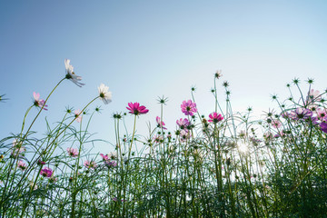 格桑花