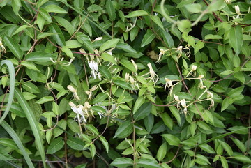 金银花 金银花树 野生金银花