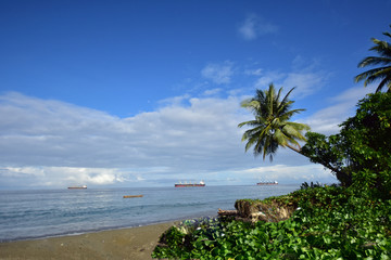 椰树海边