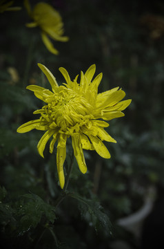 雨中的菊花