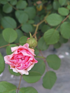 花卉