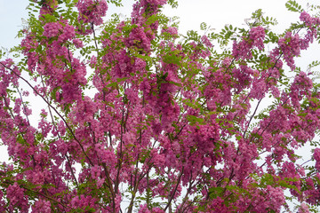 紫色槐树花