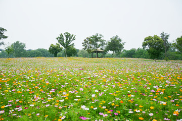 清新格桑花田