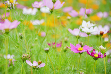 清新格桑花