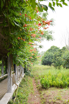 凌霄花