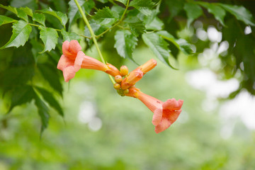 凌霄花开