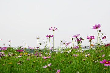 唯美花朵