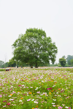 花中绿树