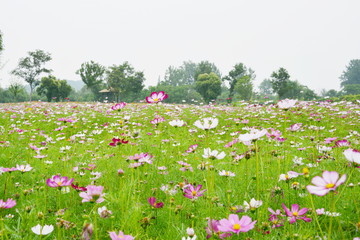 清新格桑花田