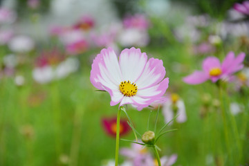 格桑花