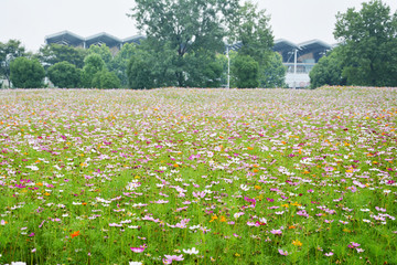 格桑花花海