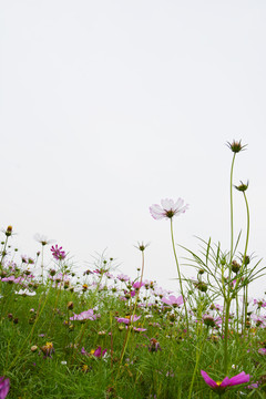 唯美花朵 格桑花