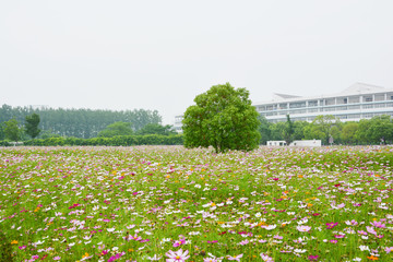 唯美花田