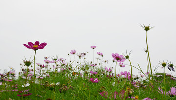 格桑花开