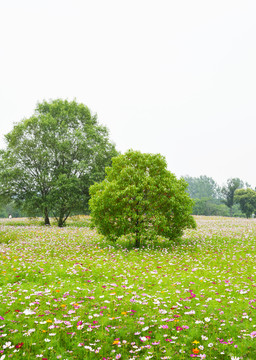 花田小树