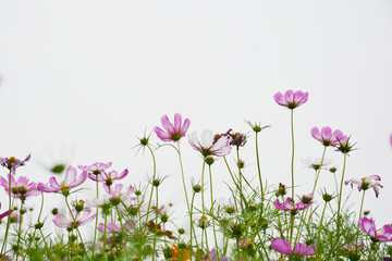 格桑花开