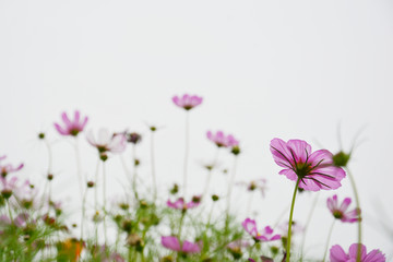 唯美格桑花