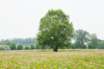 花田小树