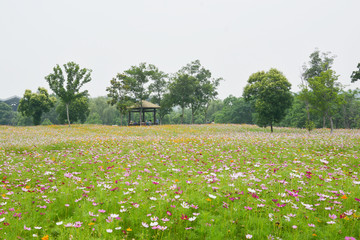 格桑花花海